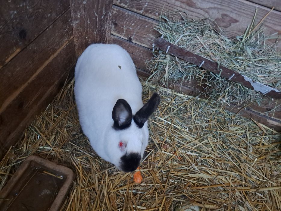 Króliki samica Kalifornijska