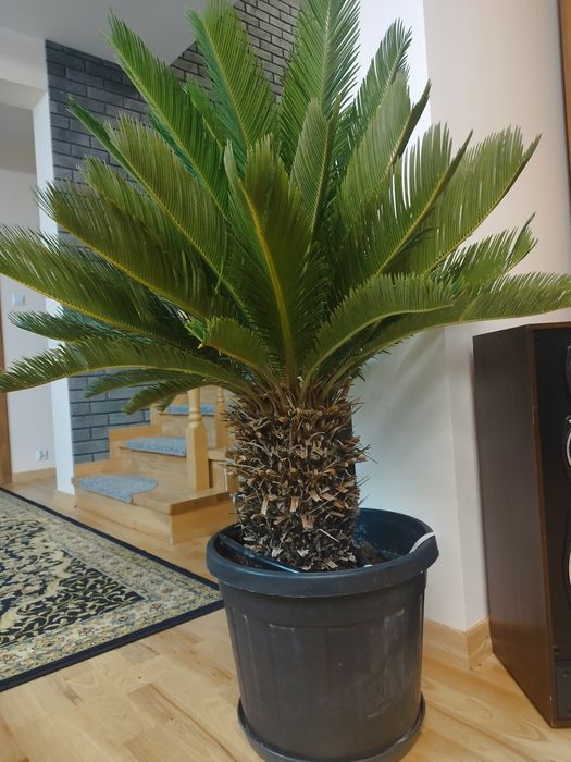 Sagowiec palma Cycas Revoluta 120cm