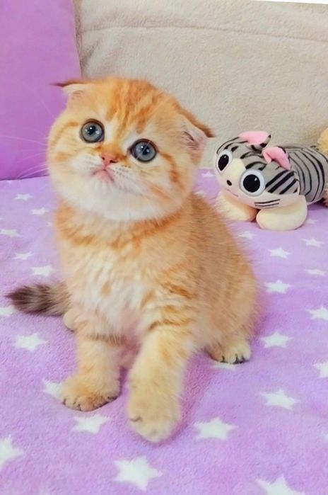 Золотые и серебристые шиншиллы Очаровательные малыши