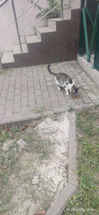 Замечена кошка, ищет дом