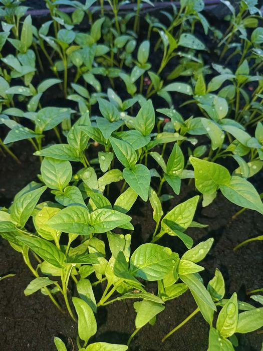 Sprzedam sadzonki warzyw