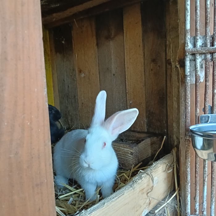 Króliki, królik, Młode