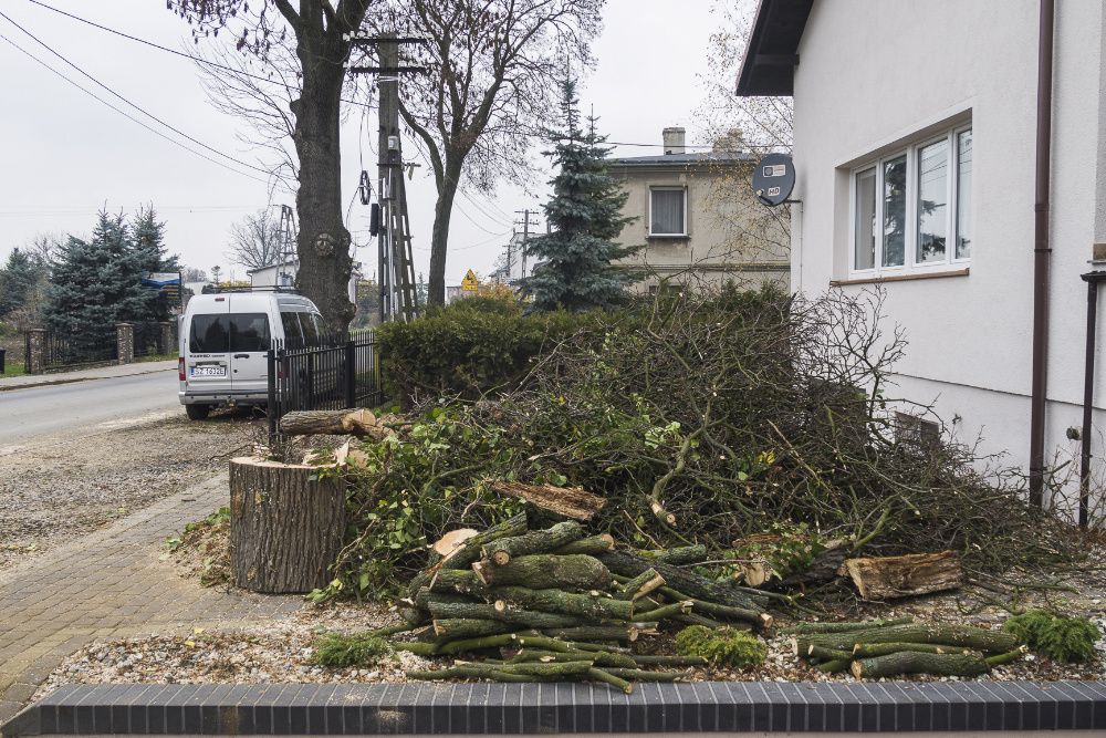 Arborysta - Pielęgnacja i Wycinka Drzew