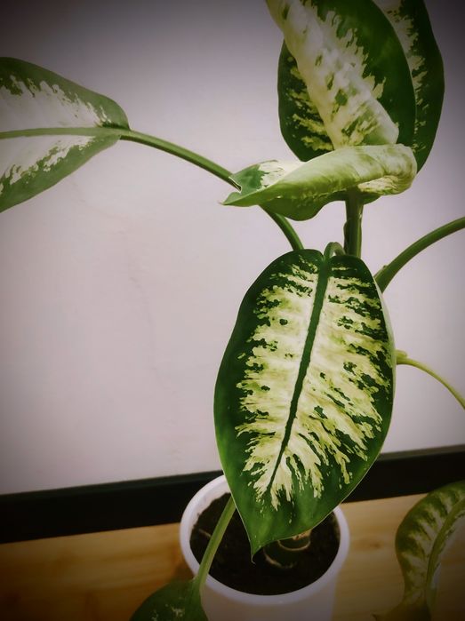 Okazała Diffenbachia (57cm) w ozdobnej doniczce