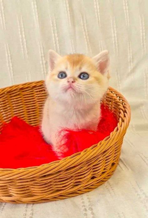 Шотландские котята (ЗОЛОТАЯ ШИНШИЛЛА)