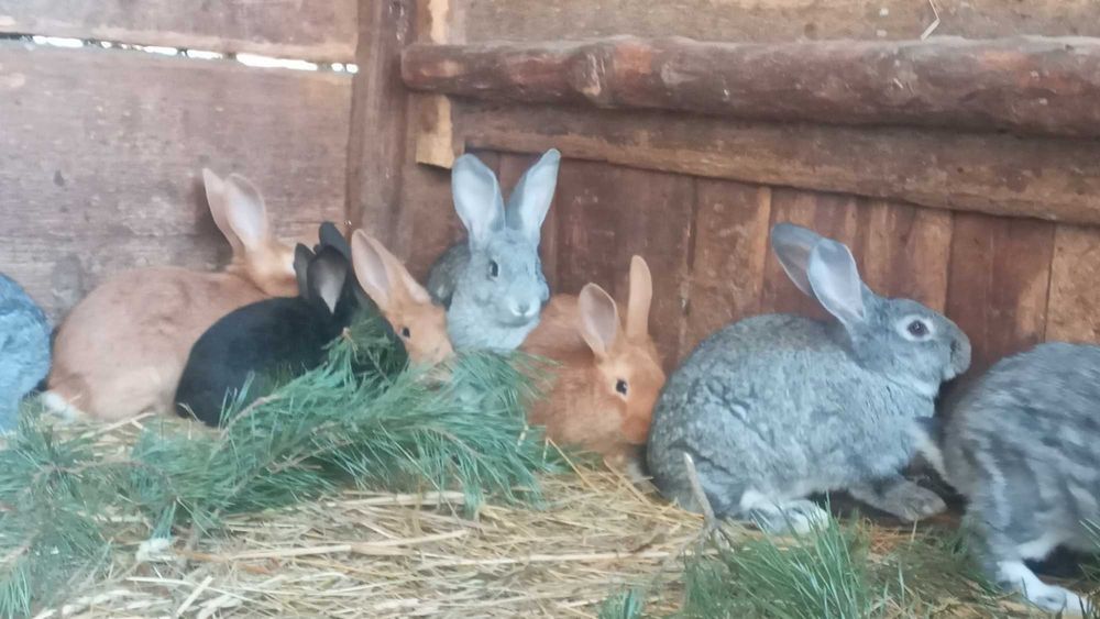 Кролі породи Радянська шиншила та Бургундія