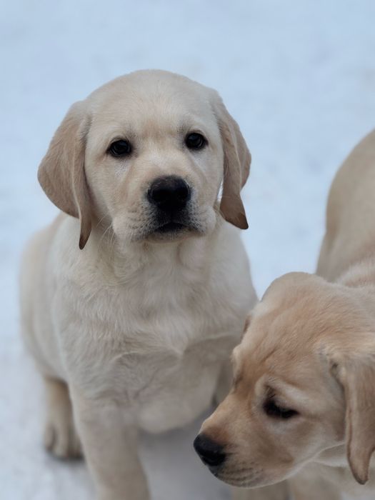 Цуценята лабрадор ретривер!