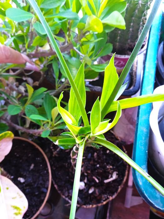 Кімнатний Бамбук