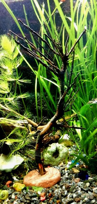 Коряга, Вимочена, виварена.