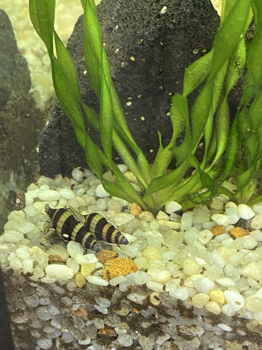 Равлики хелени (хижаки)