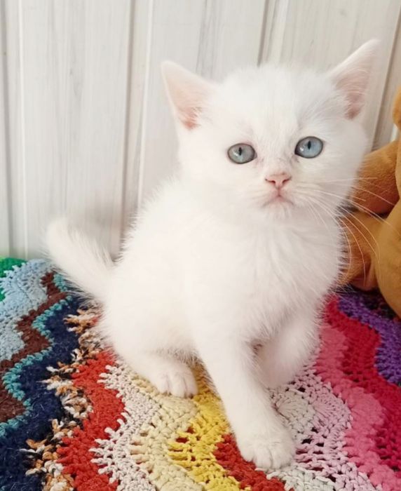 Білий хлопчик.  Шотландський . Котёнок