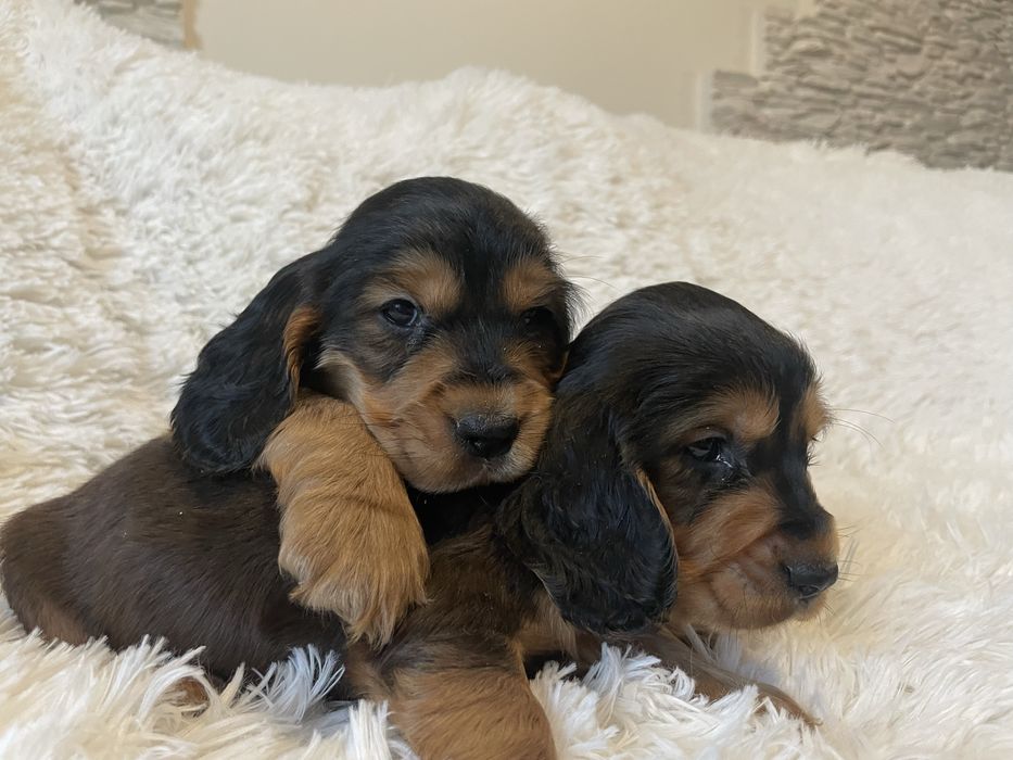 Cocker spaniel piesek