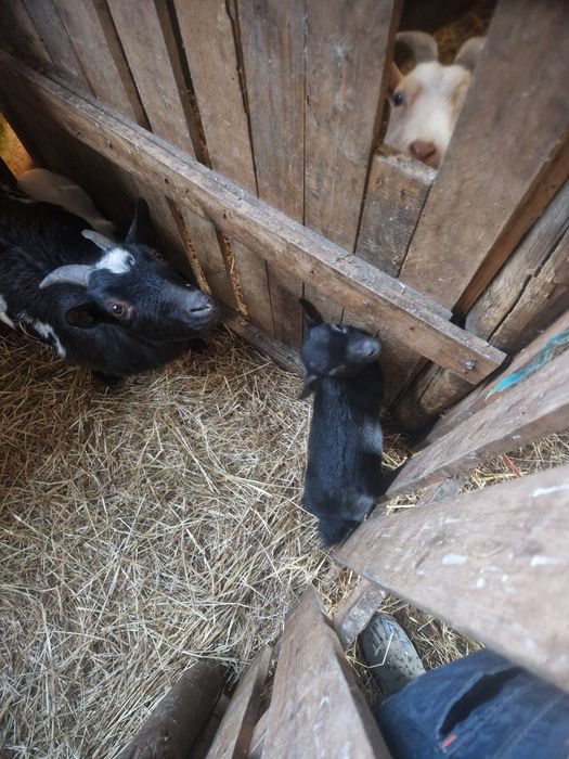 Casal de cabras anas