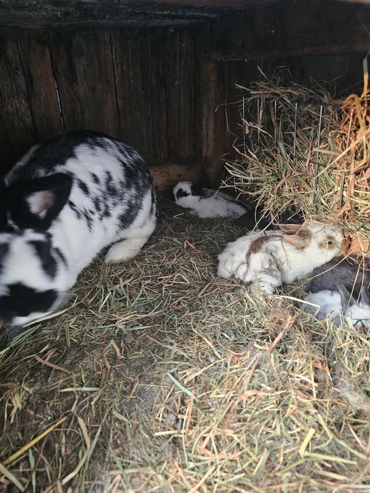 Sprzedam stado królików