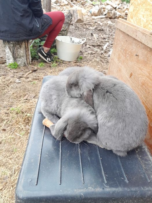 Baran francuski młody