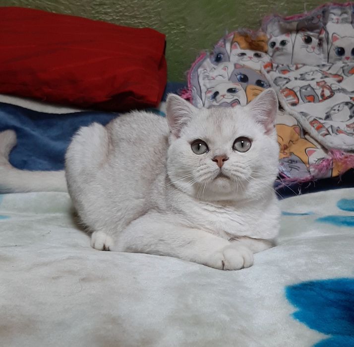 Мальчик шиншилка