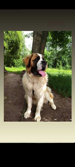 Московська сторожева