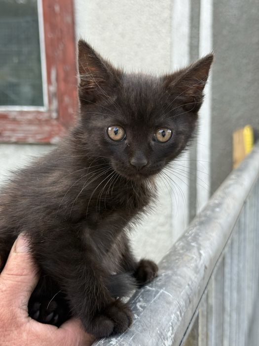 Кошеня хлопчик , у добрі руки