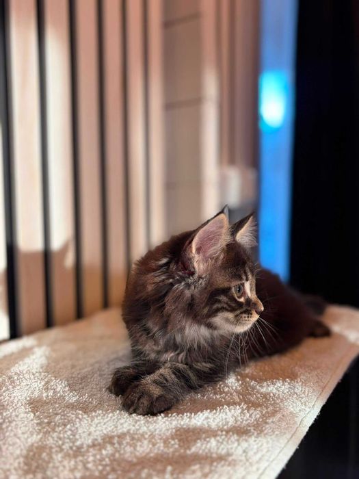 Maine Coon Fêmea de Excelente Linhagem Disponível
