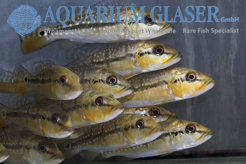 Cichla mirianae "Fogo"
