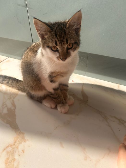 Віддамо котенят в добрі руки