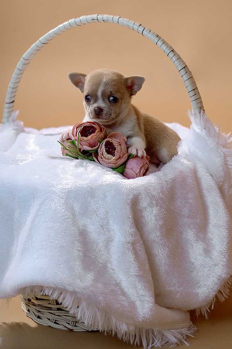 Маленькие малыши с огромным любящим сердцем, для лучших родителей!!!