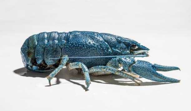 Rak błotny OKAZ NIEBIESKI GEN  Dziki, Świadectwo zdr. PIW