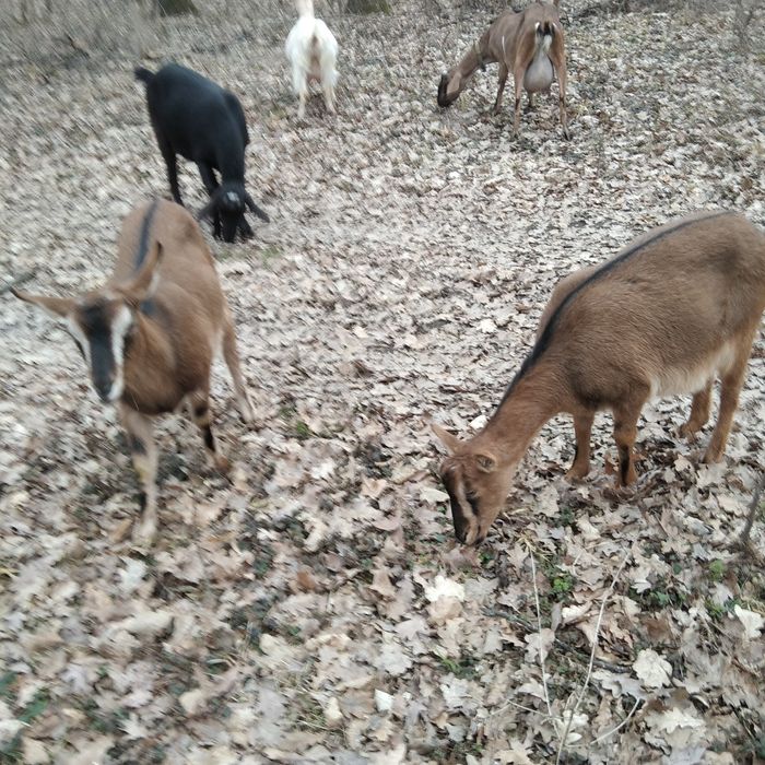 Чистокровні альпійські кози