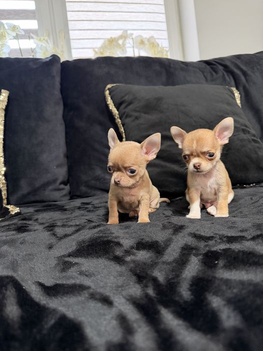 chihuahua krótkowłosy piesek