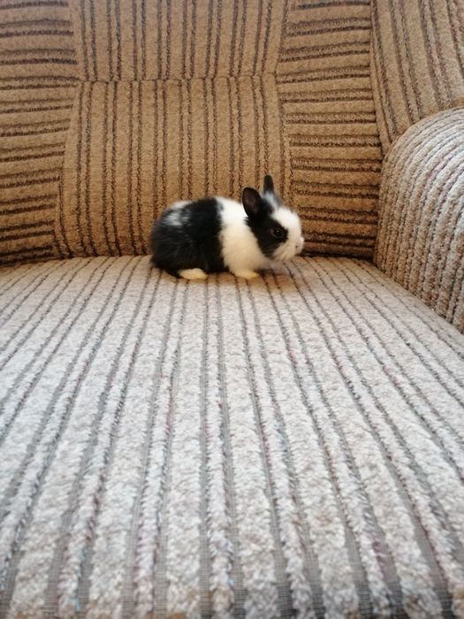 Króliczki karzełki Teddy, Hermelin niebieskooki, gładki