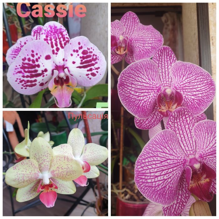 Продам   орхідеї