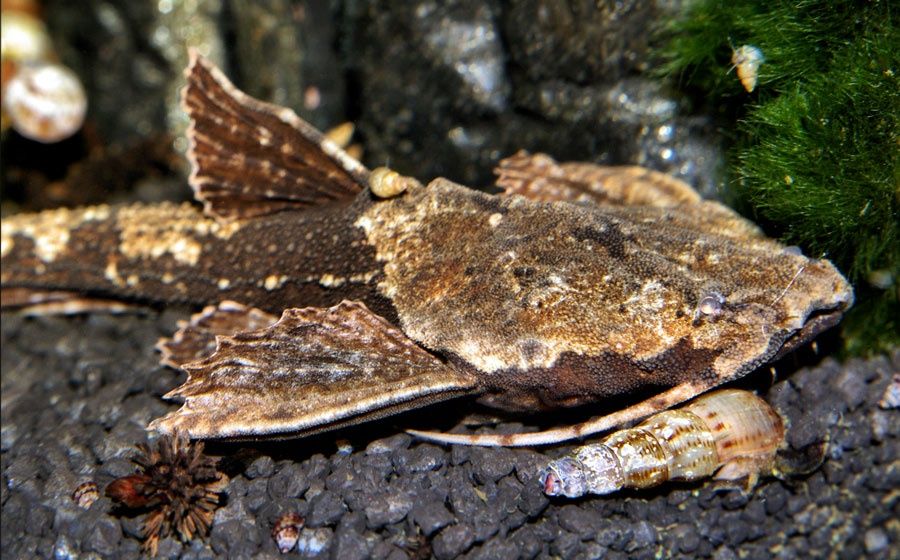 Drewniak dwubarwny od Neon Zoo