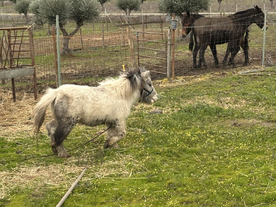 Ponei Miniatura Lindo