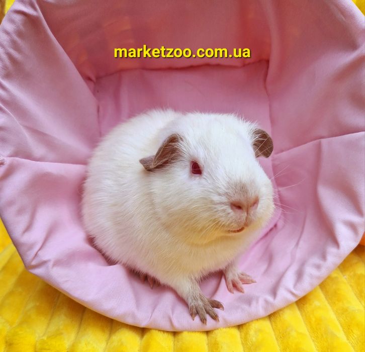 Морская свинка альбинос девочка Лола