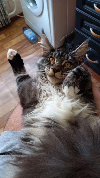 Вязка котик Арчі мейнкун