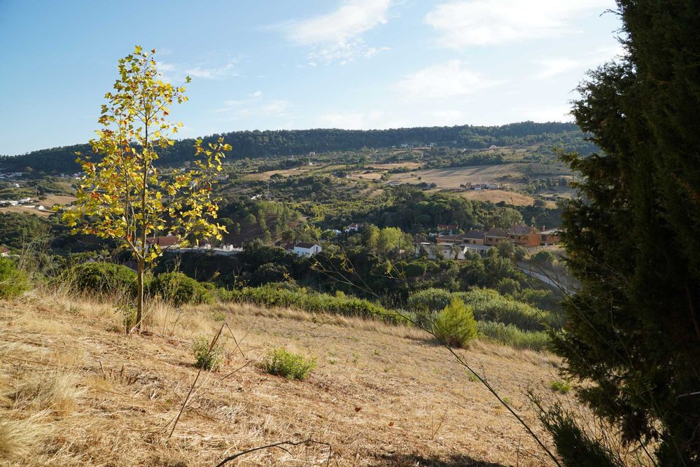 Vende-se lote terreno na Quinta da Aliança - S. João dos Montes