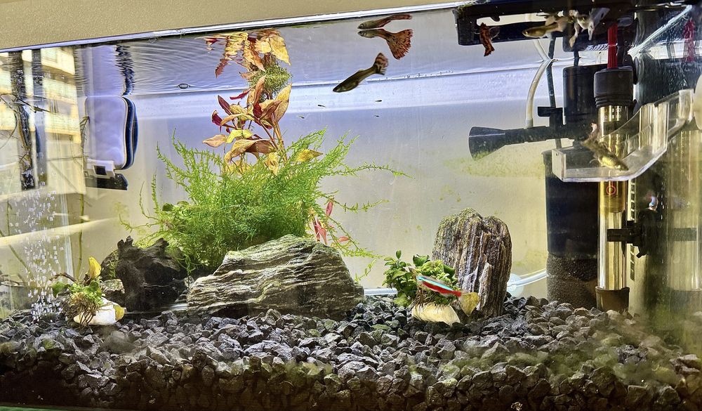 Akwarium 60l z osprzętem