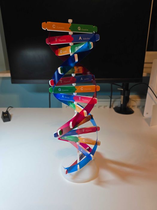 Model Podwójnej Helisy DNA