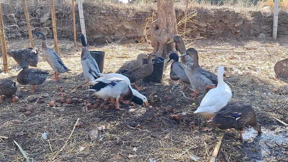 Ovos, Patos selvagens e Patos corredor Indio