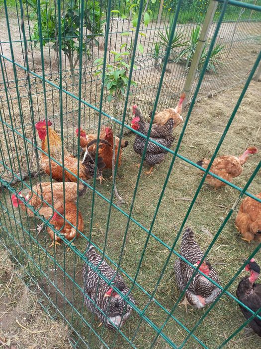 Ovos galados caseiros 5€ dúzia