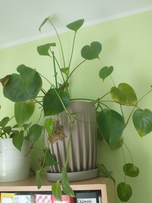Monstera szuka nowego opiekuna