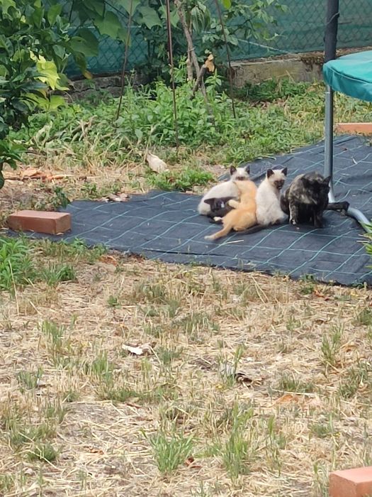 Vem buscar -me gatinhos para doar