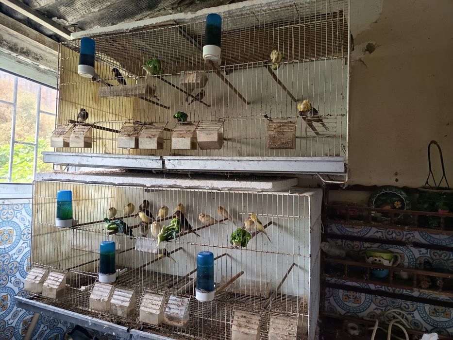 Canários filhos de Campeões , Mestiços de pintassilgo