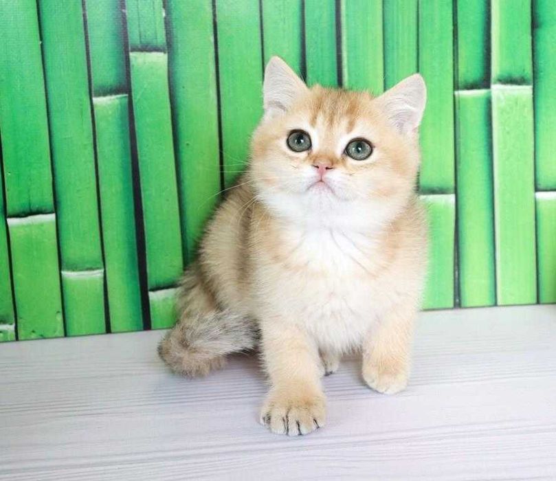 Золотой британский мальчишка