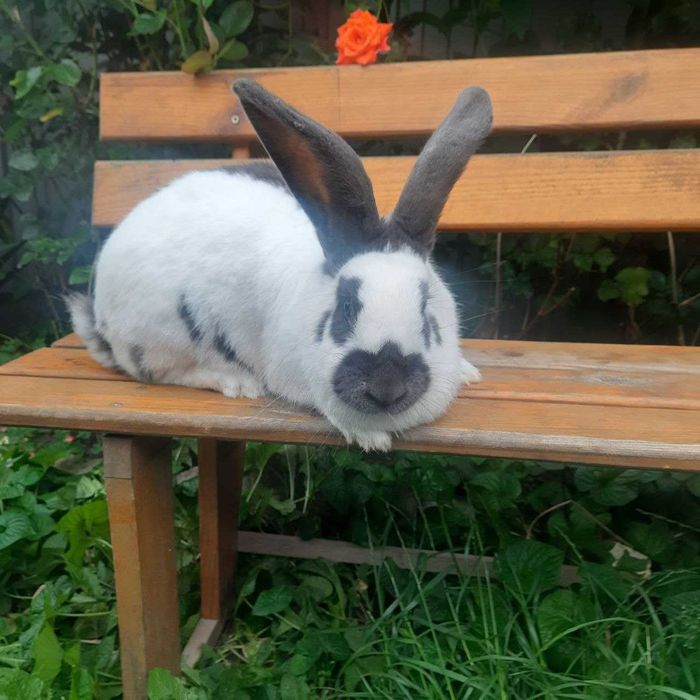 Кролі Німецький строкач