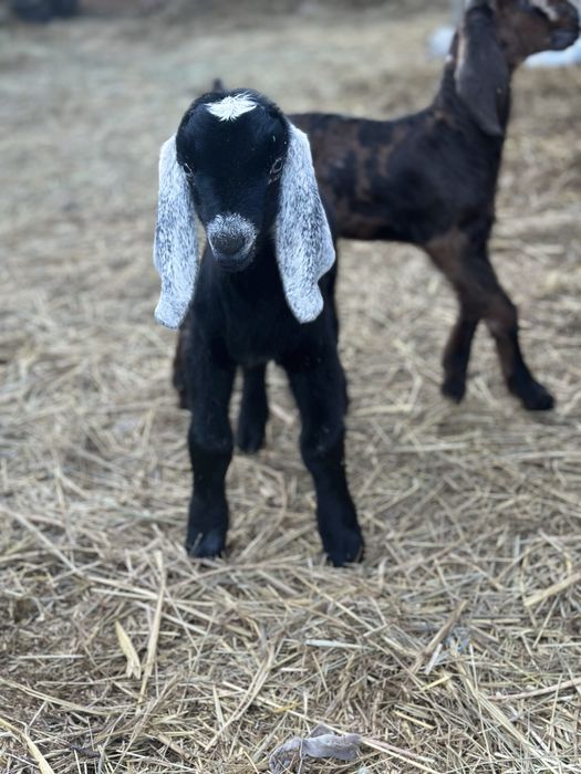 Анго-нубійський козлик 100%