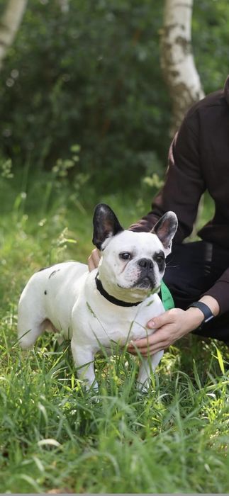 Do adopcji w typie buldog francuski