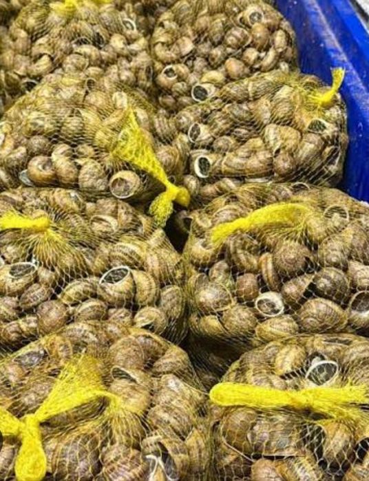 Sacas de caracoletas 5 kilos para entregas
