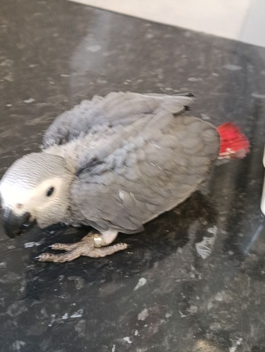 Papagaio cinzento fêmea criado a mão