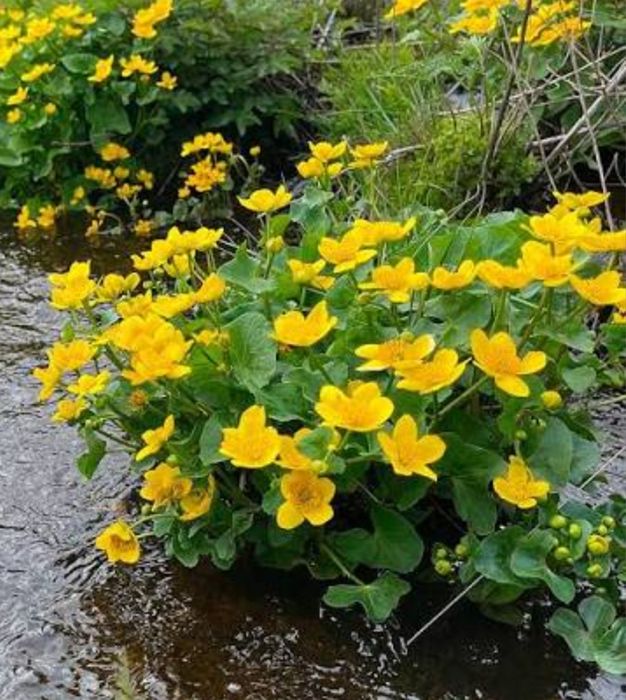калужница растение